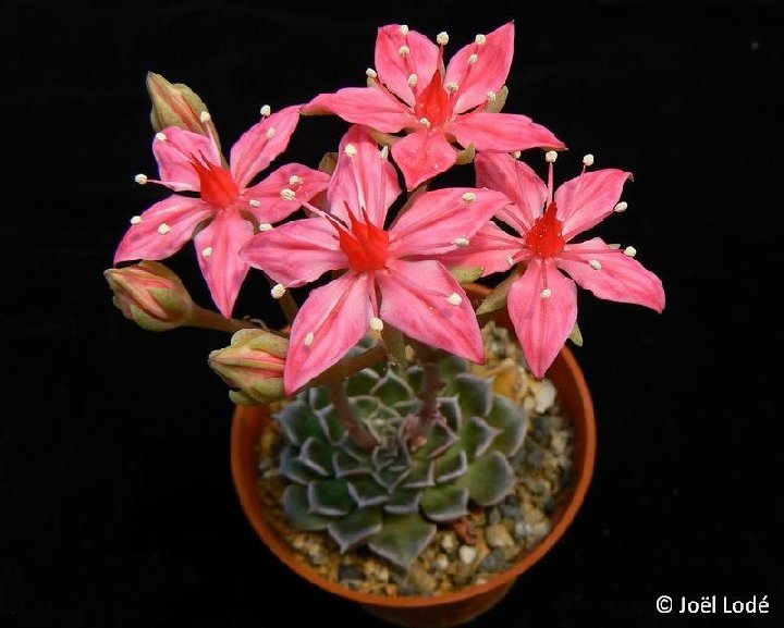 Graptopetalum bellum ex Tacitus bellus ©JLcoll.1831